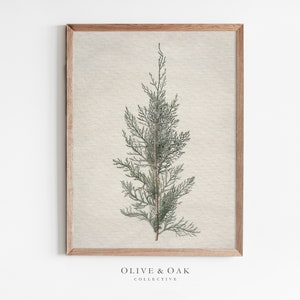 Winter Botanical Art Print / Cozy Winter Decor PRINTABLE / Juniper Tree Branch Drawing / #371