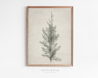 Winter Botanical Art Print / Cozy Winter Decor PRINTABLE / Juniper Tree Branch Drawing / #371