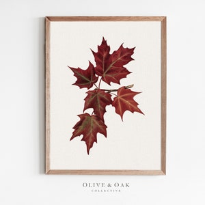 Puede incluir: Una impresión enmarcada de una rama de hojas de arce rojas sobre un fondo blanco. La impresión se titula "Olive & Oak Collective".