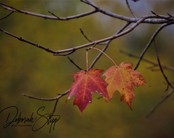 Leaves: Holding On Together Note Card, Nature Card, Blank Card