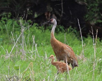 Birds: Sandhill Cranes Momma and Baby 5x7 Blank Note Card