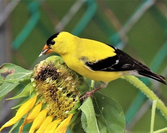 Birds: Golden Finch enjoying sunflower