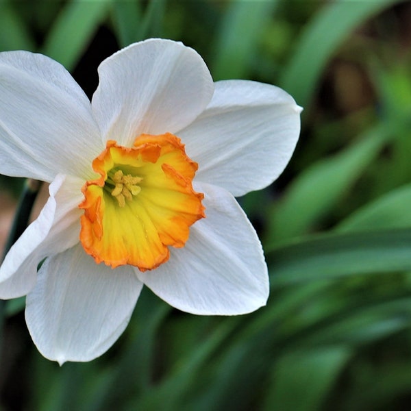 Daffodil Beauty Blank Note Card