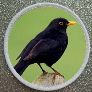 3 inch Blackbird patch badge