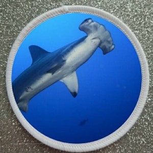 May include: A hammerhead shark swims in blue water. The shark is facing away from the camera and its head is turned to the side. The shark is in focus and the water is out of focus.