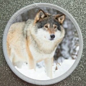 May include: A close-up of a wolf's face in a snowy forest. The wolf has a light brown and gray coat and is looking directly at the camera.