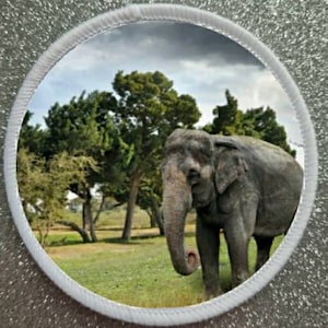 May include: A large gray elephant standing in a grassy field with trees in the background. The elephant has its trunk curled up and its ears are flapping.
