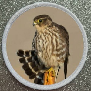 May include: A close-up of a small brown and white hawk perched on a wooden branch. The hawk has a yellow eye and a sharp beak. The background is a light brown colour.