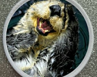 Può includere: Primo piano di una lontra marina bagnata con la bocca aperta, che mostra i suoi denti. La lontra ha un mantello nero e grigio e galleggia nell'acqua.
