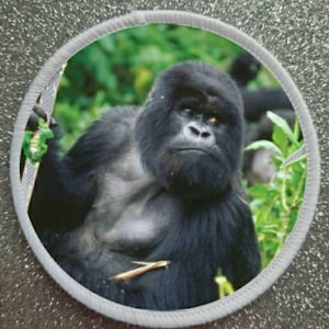 May include: A close-up of a large, black gorilla in a lush green jungle setting. The gorilla is looking directly at the camera with a serious expression.