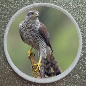 3 inch Birds of Prey Series Goshawk patch badge