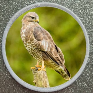 May include: A brown and white hawk perched on a branch with a green and yellow blurred background.
