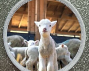 3 Zoll Baby Lamm Aufnäher Anstecker