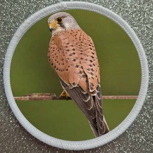 Könnte beinhalten: Nahaufnahme eines braun-weißen Turmfalken, der auf einem Ast sitzt. Der Vogel hat einen langen Schwanz und scharfe Krallen.