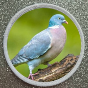 Può includere: Un primo piano di un piccione blu e rosa appollaiato su un ramo. L'uccello ha la testa e il collo blu chiaro, il petto rosa e le ali grigie. Lo sfondo è verde sfocato.