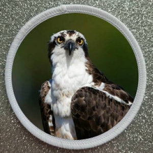 Puede incluir: Primer plano de un águila pescadora con plumas marrones y blancas. El ave tiene ojos amarillos y un pico oscuro. El águila pescadora está mirando directamente a la cámara.