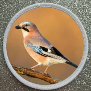 Può includere: Primo piano di una ghiandaia eurasiatica posata su un ramo. L'uccello ha un motivo alare blu e nero, un petto bianco e una testa marrone. Lo sfondo è di colore arancione sfocato.