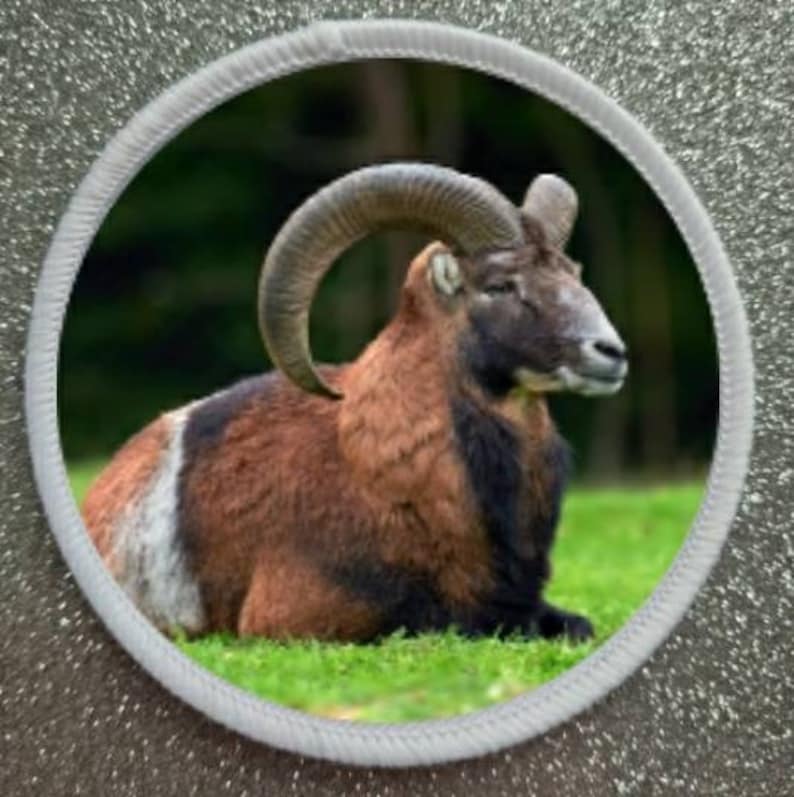 May include: A brown and black wild sheep with large curled horns is lying down in a grassy field.