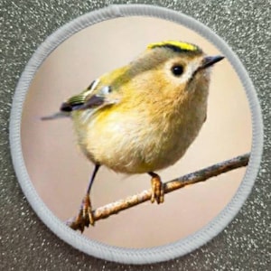 May include: A small, yellow and brown bird with a yellow crown perched on a branch. The bird has a long, thin beak and small, dark eyes.