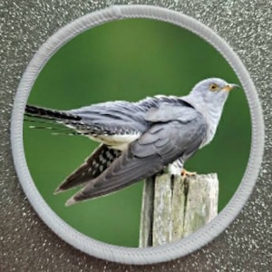 3 inch Cuckoo Bird patch badge