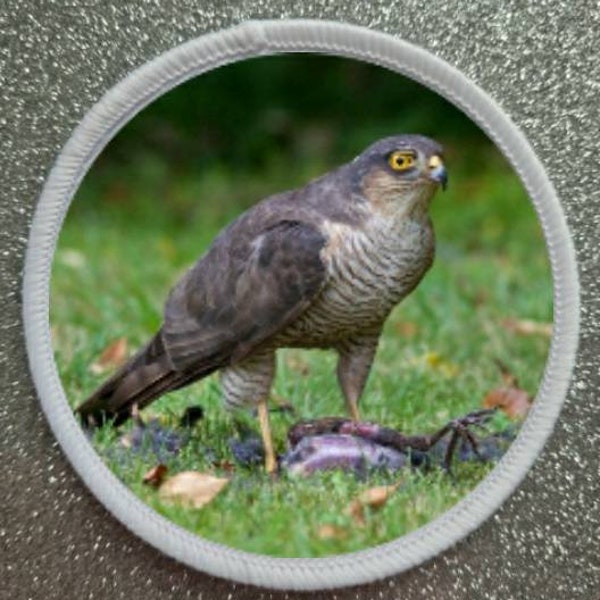 3 inch Birds of Prey Series Sparrowhawk patch badge