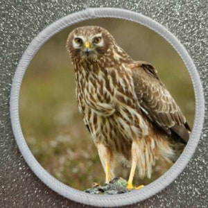 3 inch Birds of Prey Series Hen Harrier patch badge