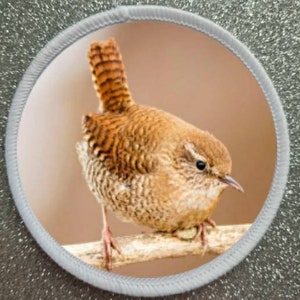 May include: A small brown bird with a long tail perched on a branch. The bird has a light brown body with dark brown stripes and a white belly.