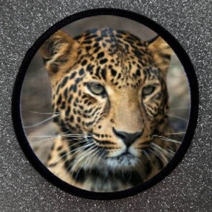 Può includere: Primo piano del viso di un leopardo. Il leopardo ha un manto maculato e occhi verdi penetranti. L'immagine è a fuoco e la pelliccia del leopardo è dettagliata.