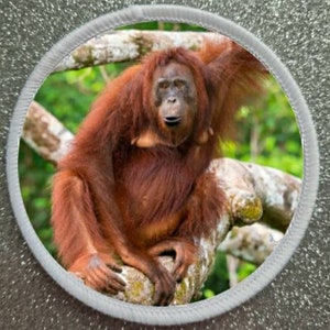 May include: A circular patch featuring a detailed image of an orangutan perched on a tree branch. The orangutan has reddish-brown fur and a contemplative expression. The patch is bordered by a white, stitched edge, set against a speckled gray background.