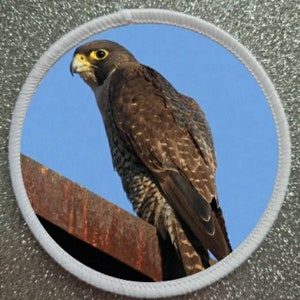 3 inch Birds of Prey Series Peregrine Falcon patch badge