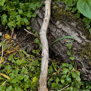 Zauberstab aus Kiefer mit dem Ogham-Baum-Symbol