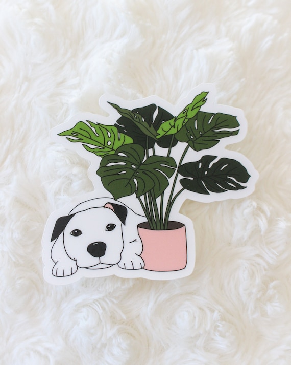 monstera pflanze preis Monstera Monkey Leaf kaufen main image 0