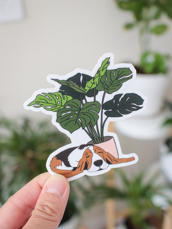white birkin philodendron 4