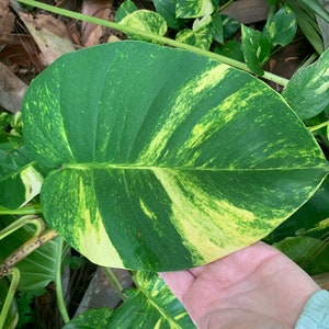 Giant Variegated Golden Hawaiian Pothos Live healthy Cuttings Green Yellow