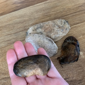 3 Mango seeds please read description