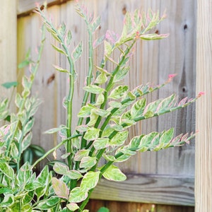 May include: A close-up of a variegated plant with green and white leaves and pink stems growing against a wooden fence.