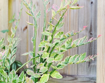 Rare Euphorbia Tithymaloides cuttings (Devils backbone)