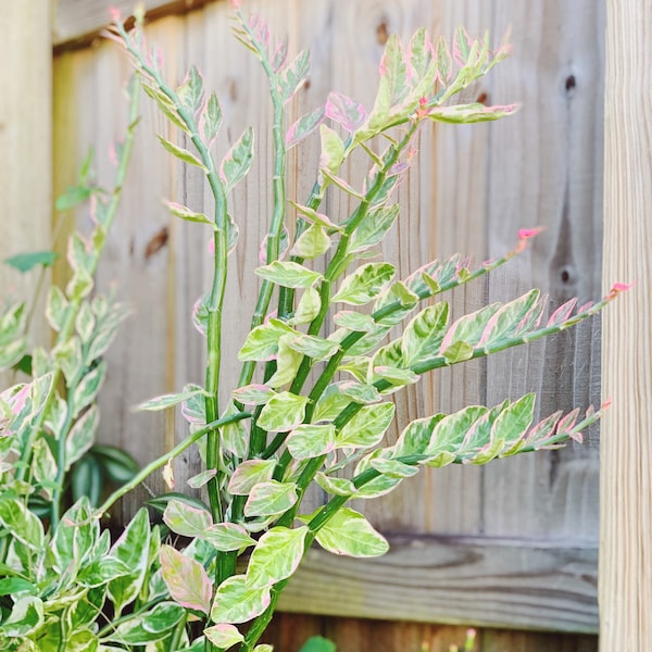 Rare Euphorbia Tithymaloides cuttings (Devils backbone)