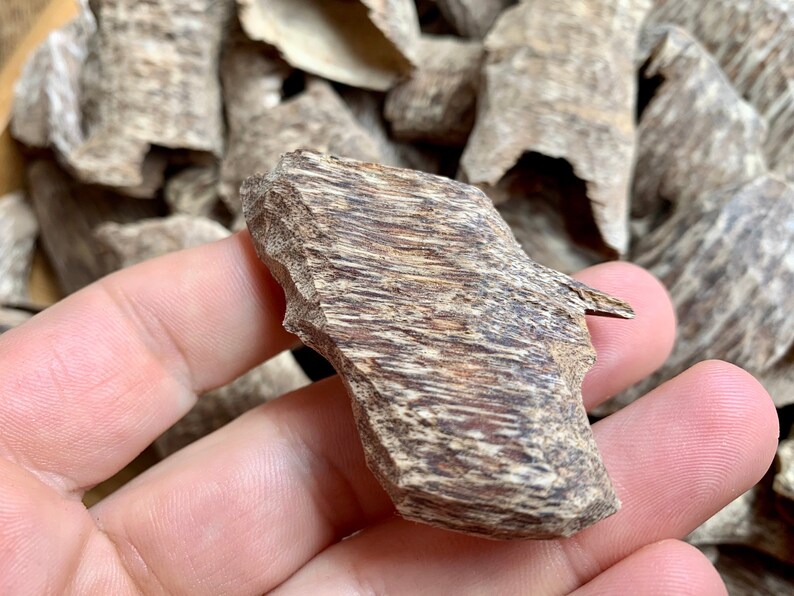 Cultivated Vietnamese Agarwood Oud Chips Medium Resin Etsy