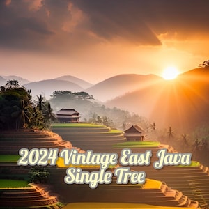 2024 Single Tree Vintage East Java Sandalwood Oil (Santalum Album)