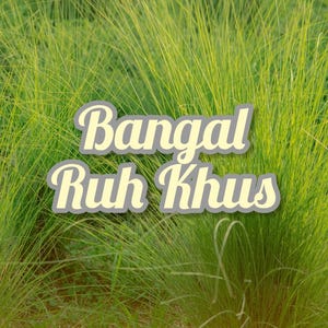 2024 Wild Bengal Ruh Khus Vetiver
