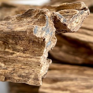 Sri Lanka Agarwood