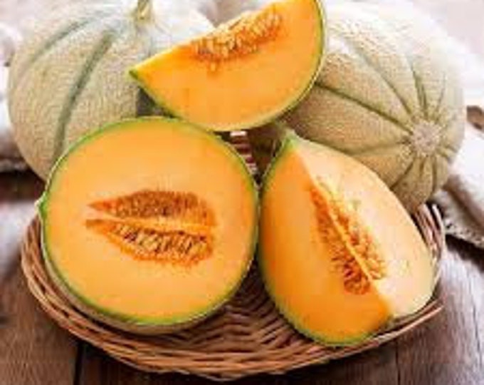 Hearts of Gold Cantaloupe Seed