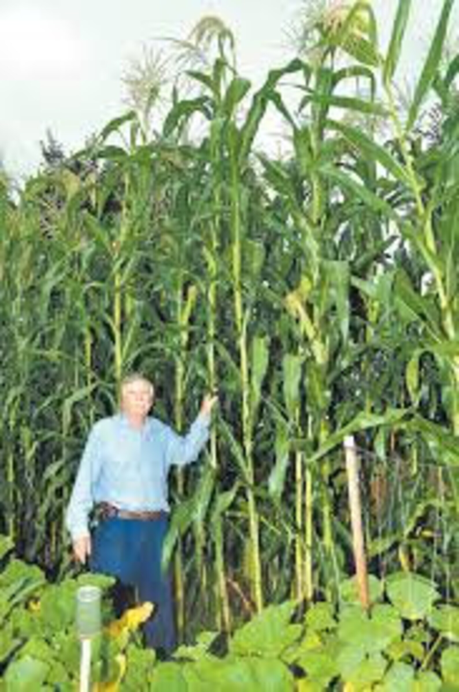 Hickory King White OP corn seed Etsy