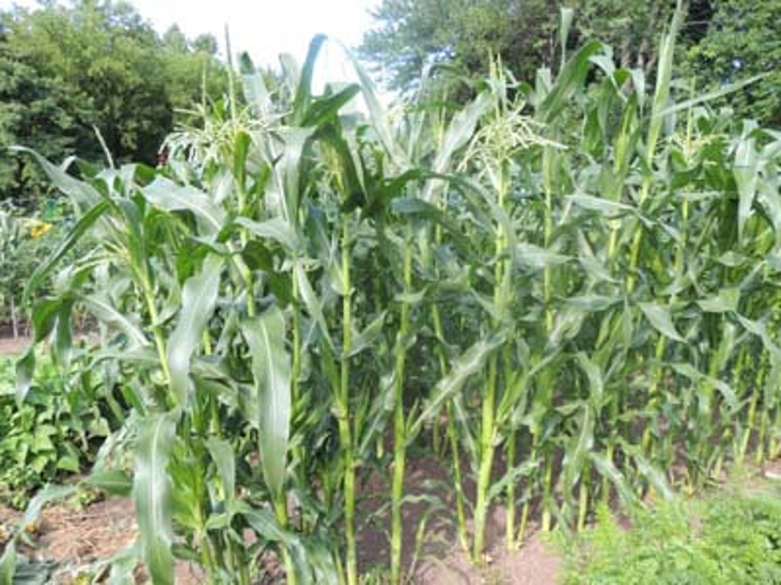 15Silver Queen Corn Seed Etsy