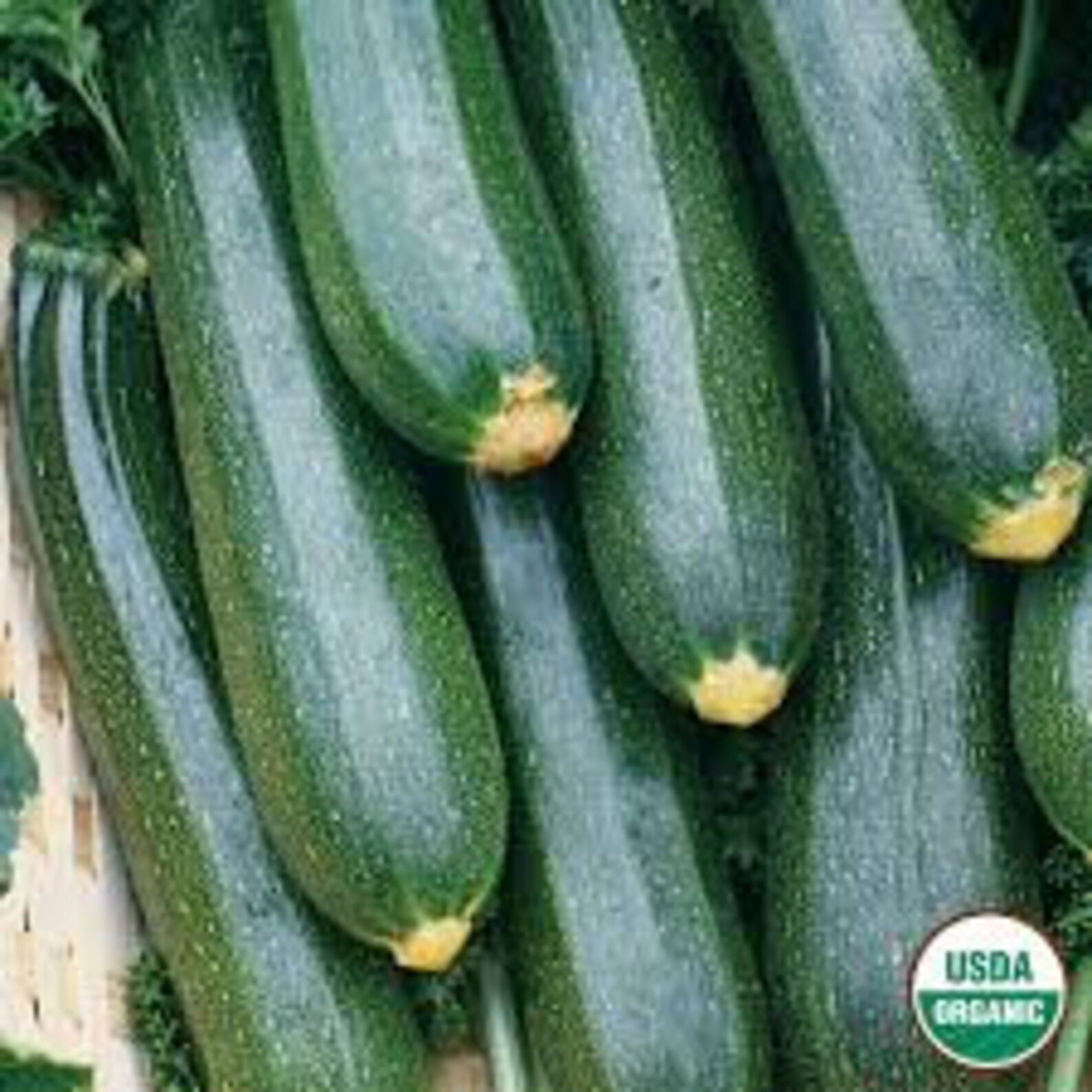 10Black Zucchini Squash Seed Etsy