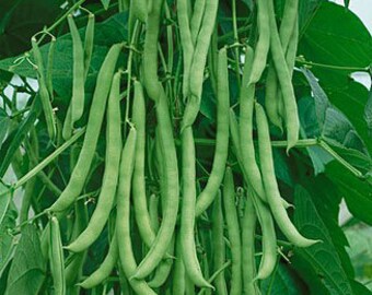 Rare Seeds Green Climbing Beans Kitayskaya Vigna Chinese Heirloom Variety Rare Seeds Green Climbing Beans Kitayskaya Vigna Chinese Heirloom Variety