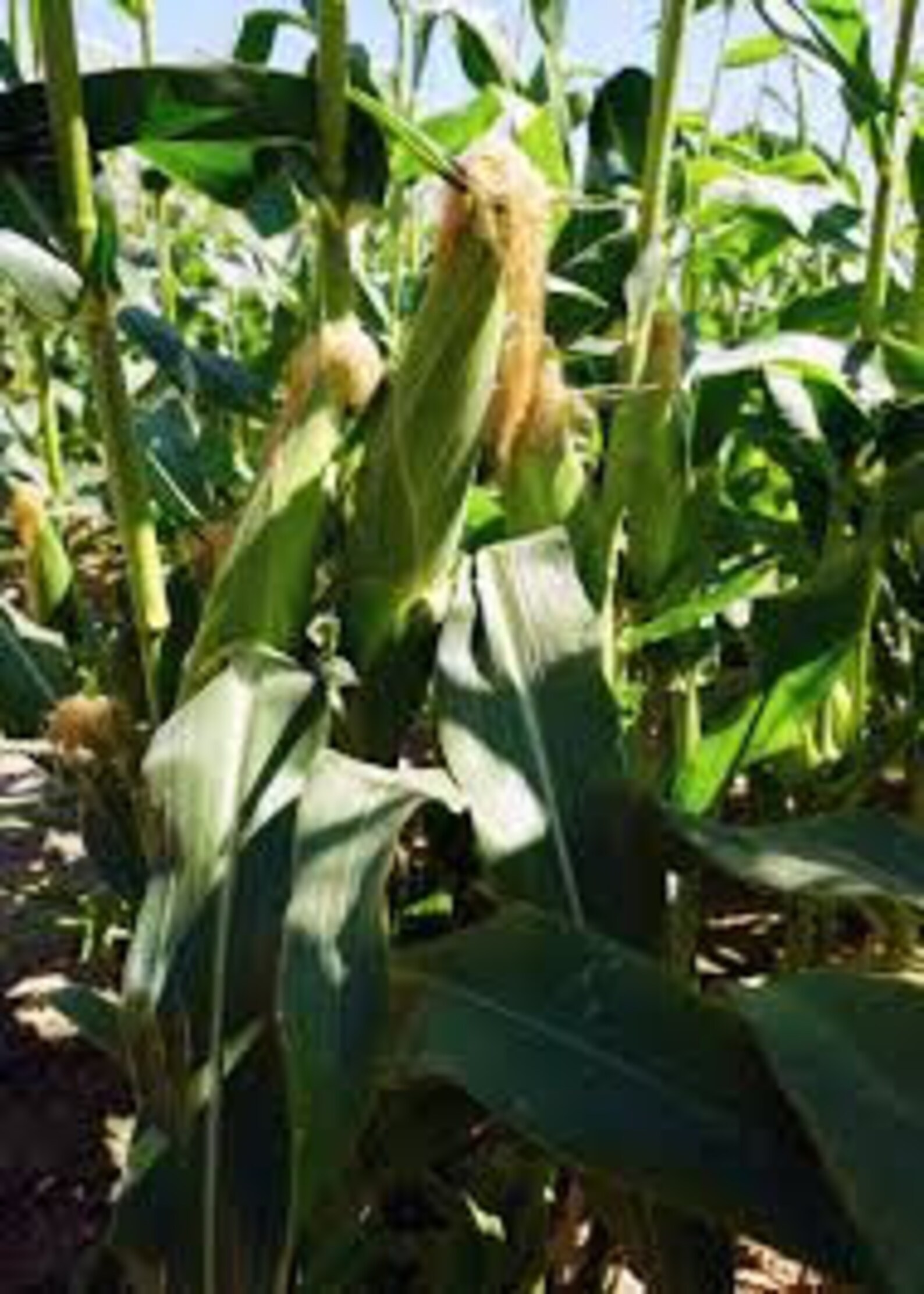 Ambrosia Corn Seed Etsy