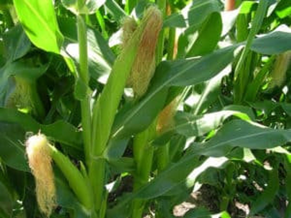 50Golden Queen Corn Seed Etsy