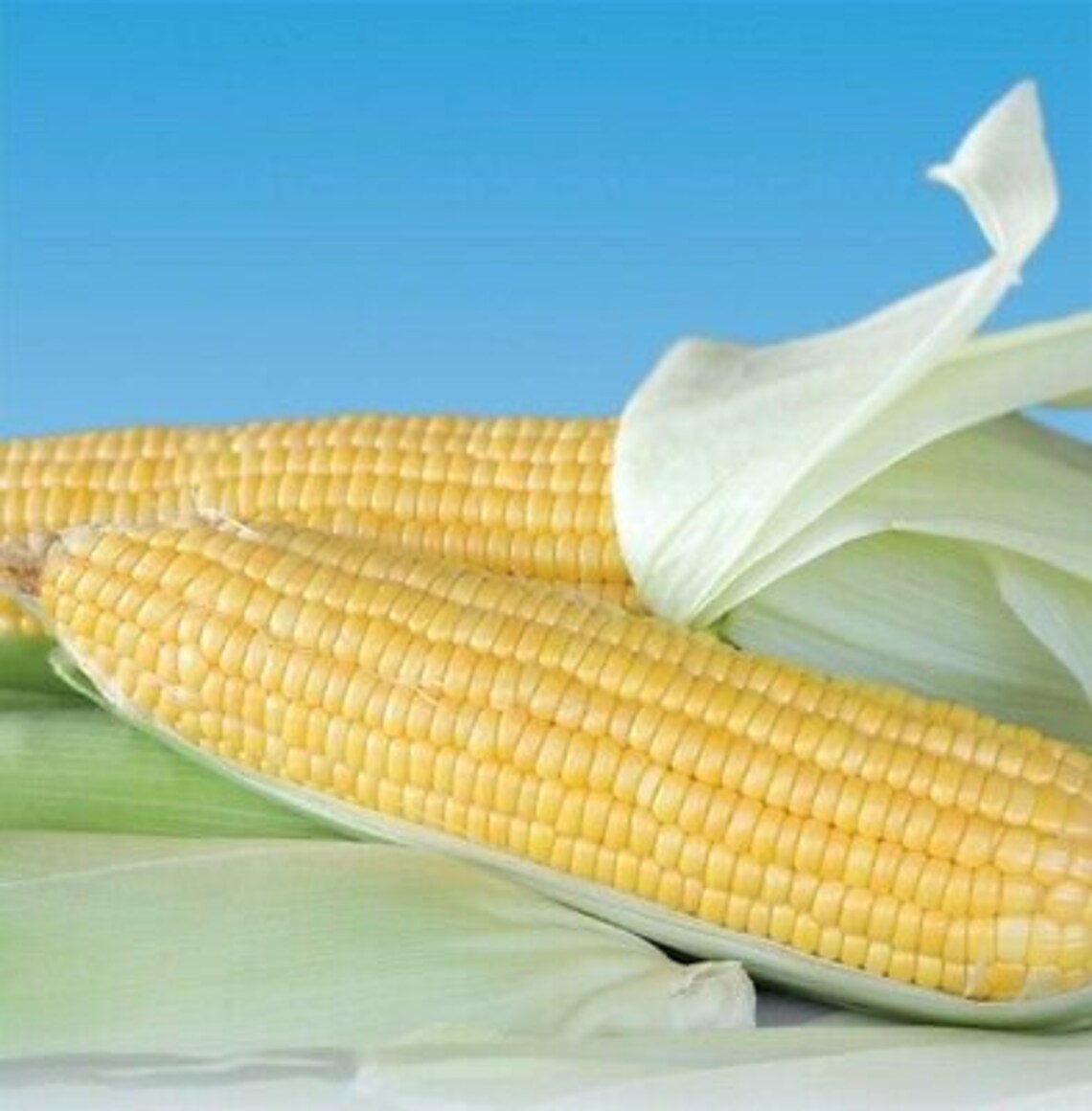 50Golden Queen Corn Seed Etsy